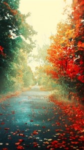Trees-Autumn-iphone-5-wallpaper-ilikewallpaper_com_200